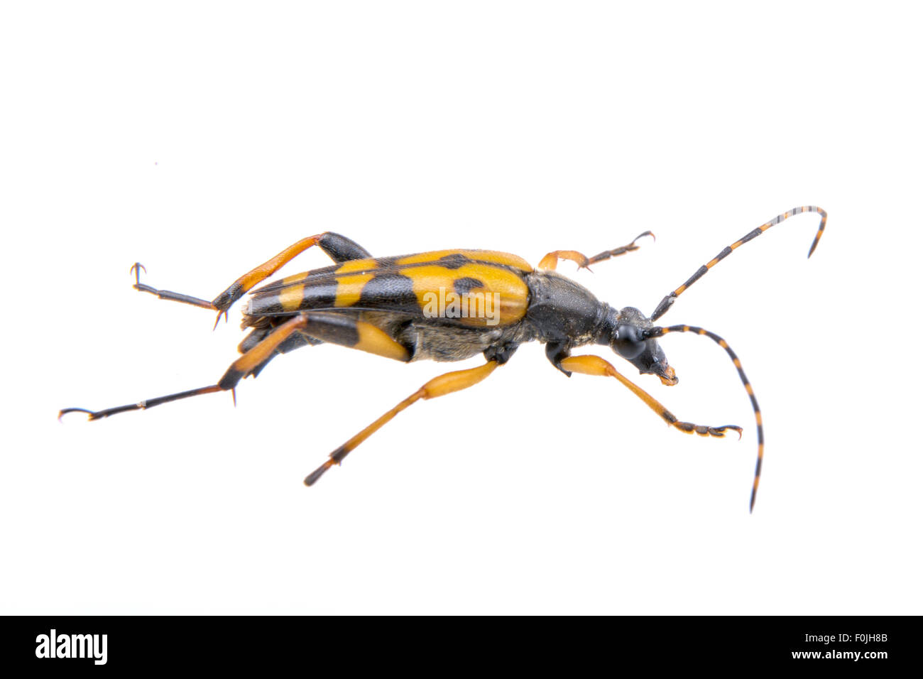 Bug noir jaune isolé sur fond blanc Banque D'Images