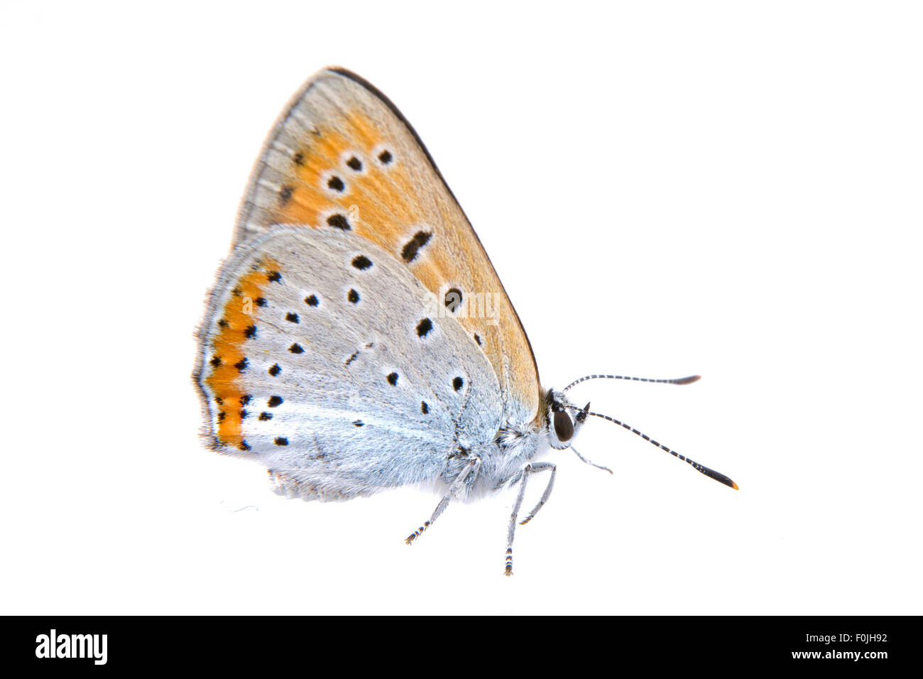 Papillon de couleur isolé sur fond blanc Banque D'Images