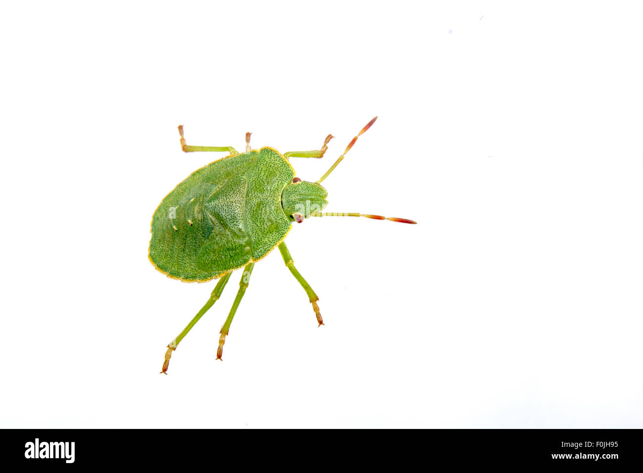 Green Shield bug isolé sur fond blanc Banque D'Images