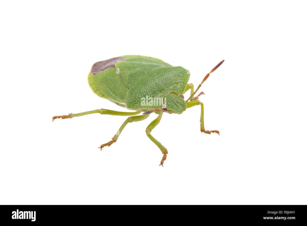 Green Shield bug isolé sur fond blanc Banque D'Images