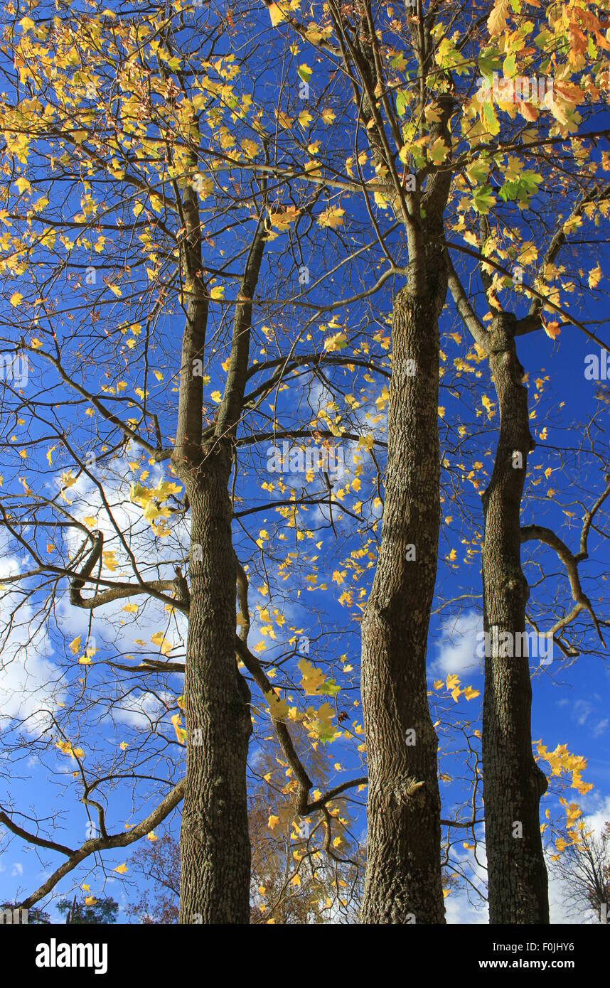 Les arbres avec des feuilles jaunes sur fond de ciel bleu Banque D'Images