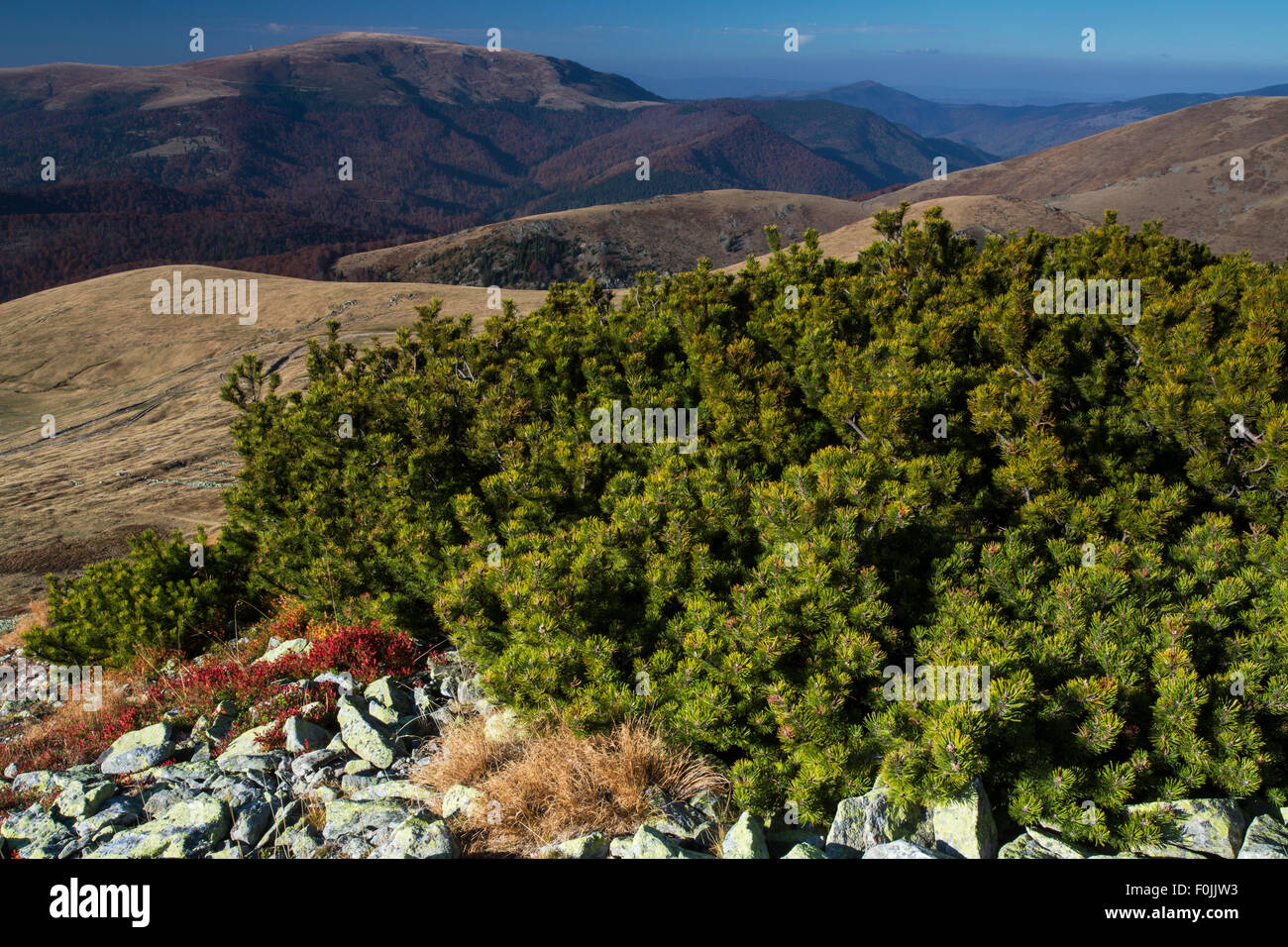 Pin (Pinus mugo nain) buissons sur une pente dans les montagnes Tarcu site Natura 2000. Carpates du sud, Muntii Tarcu, Caras-Severin, Roumanie, octobre 2012 Banque D'Images