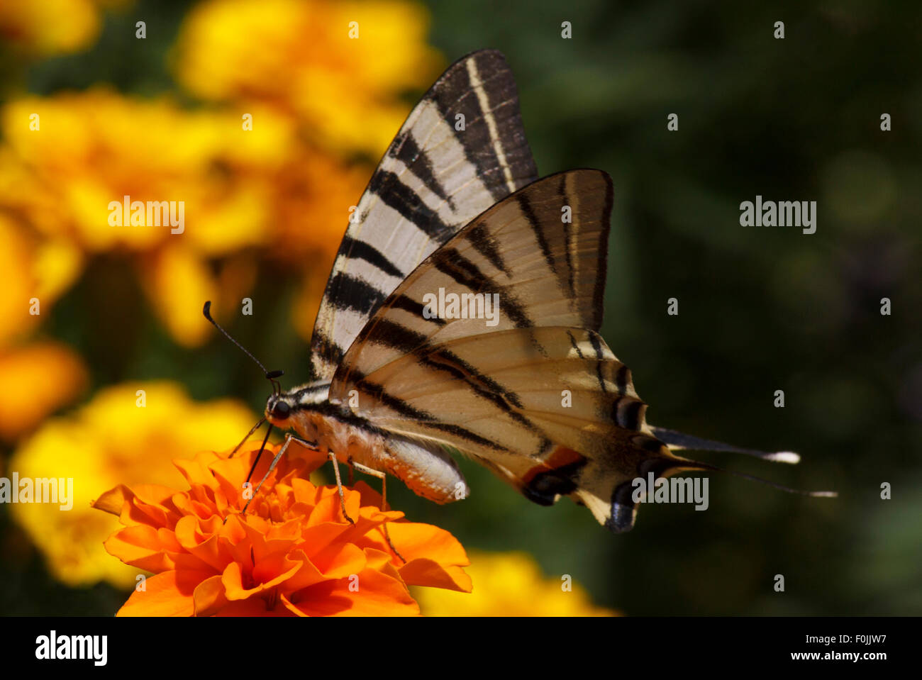 Close up de Swallowtail butterfly assis sur des fleurs de souci Banque D'Images