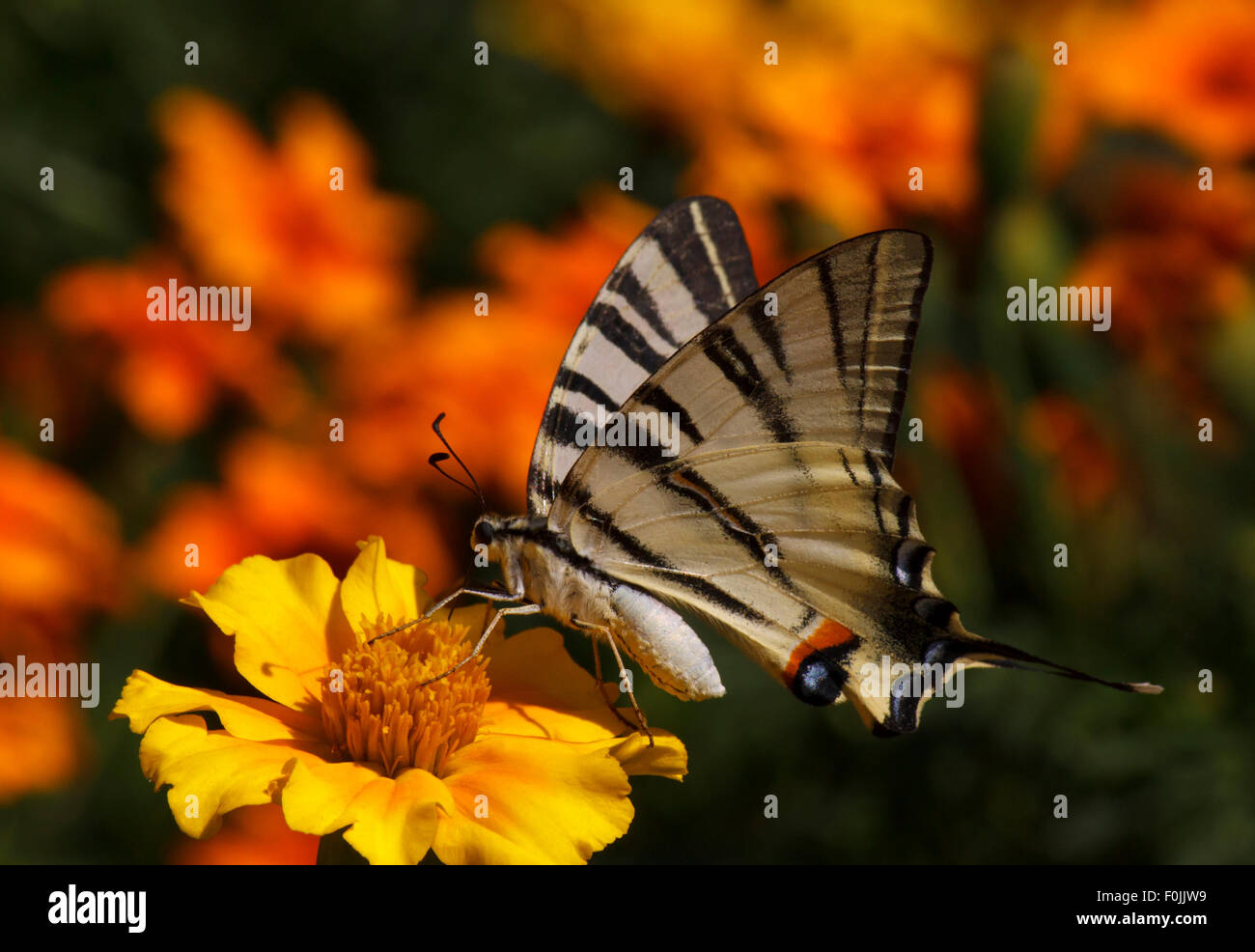 Close up de Swallowtail butterfly assis sur des fleurs de souci Banque D'Images