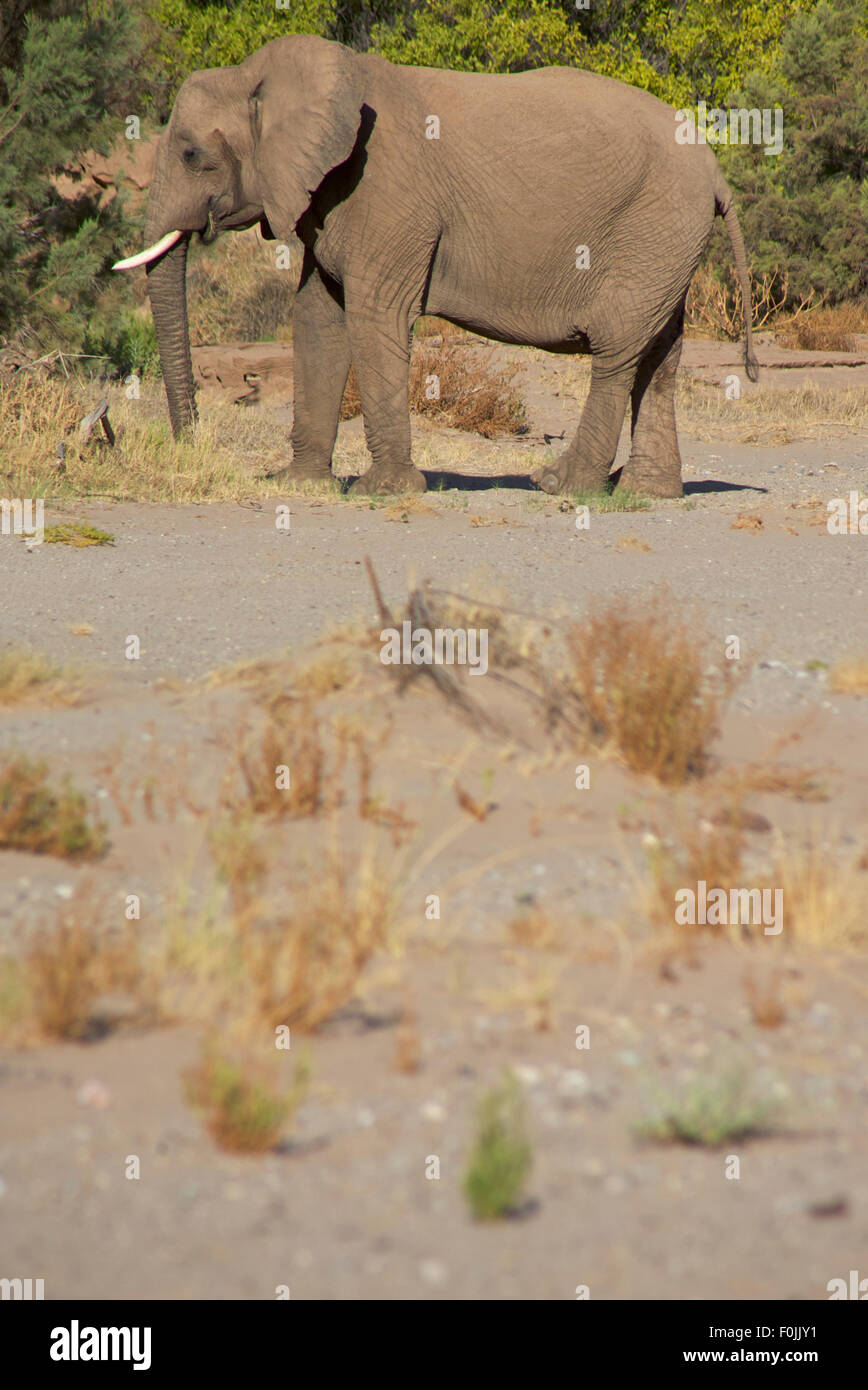 Manger l'éléphant dans le lit d'une rivière dans le désert, Namibie Skeleton Coast Banque D'Images