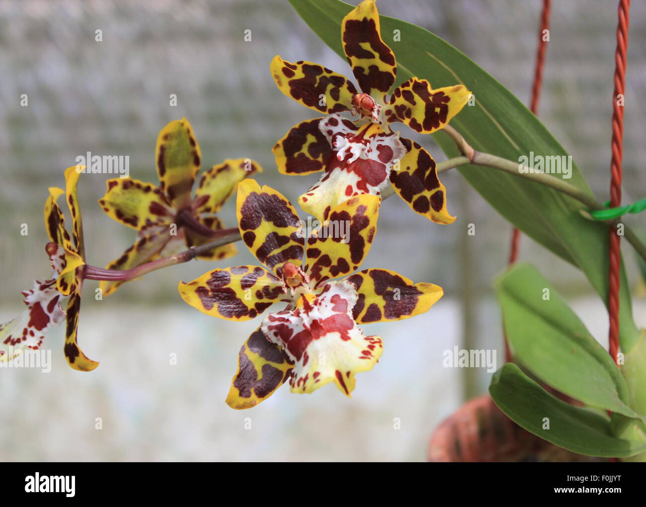 Tiger orchid dans le jardin Banque D'Images