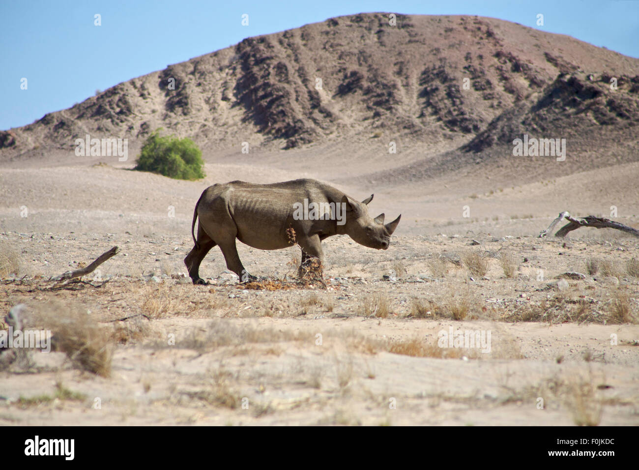 Un rhinocéros noir sauvage dans le Kaokoland marche sur son propre dans le désert semi-aride proche de la Skeleton Coast, Namibie Désert Banque D'Images