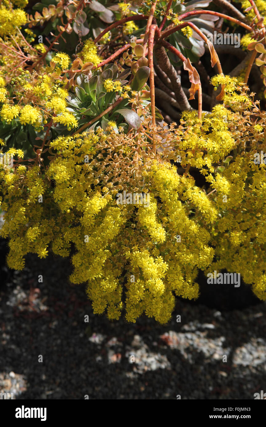 Aeonium arboreum close up of plant en fleur Banque D'Images