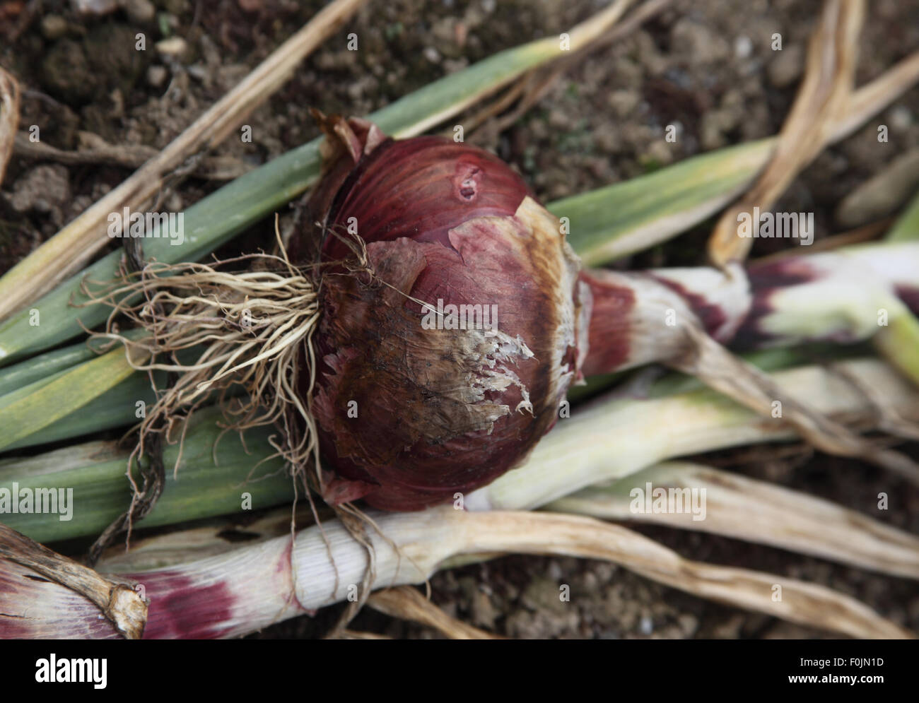 Allium cepa oignon 'Karmen' près de l'ampoule jusqu'à maturité Banque D'Images