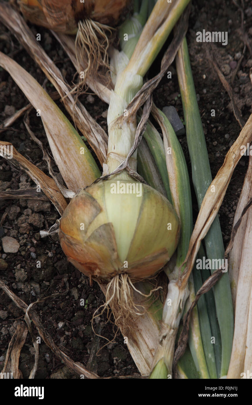 Allium cepa oignon 'antero' près de l'ampoule jusqu'à maturité Banque D'Images