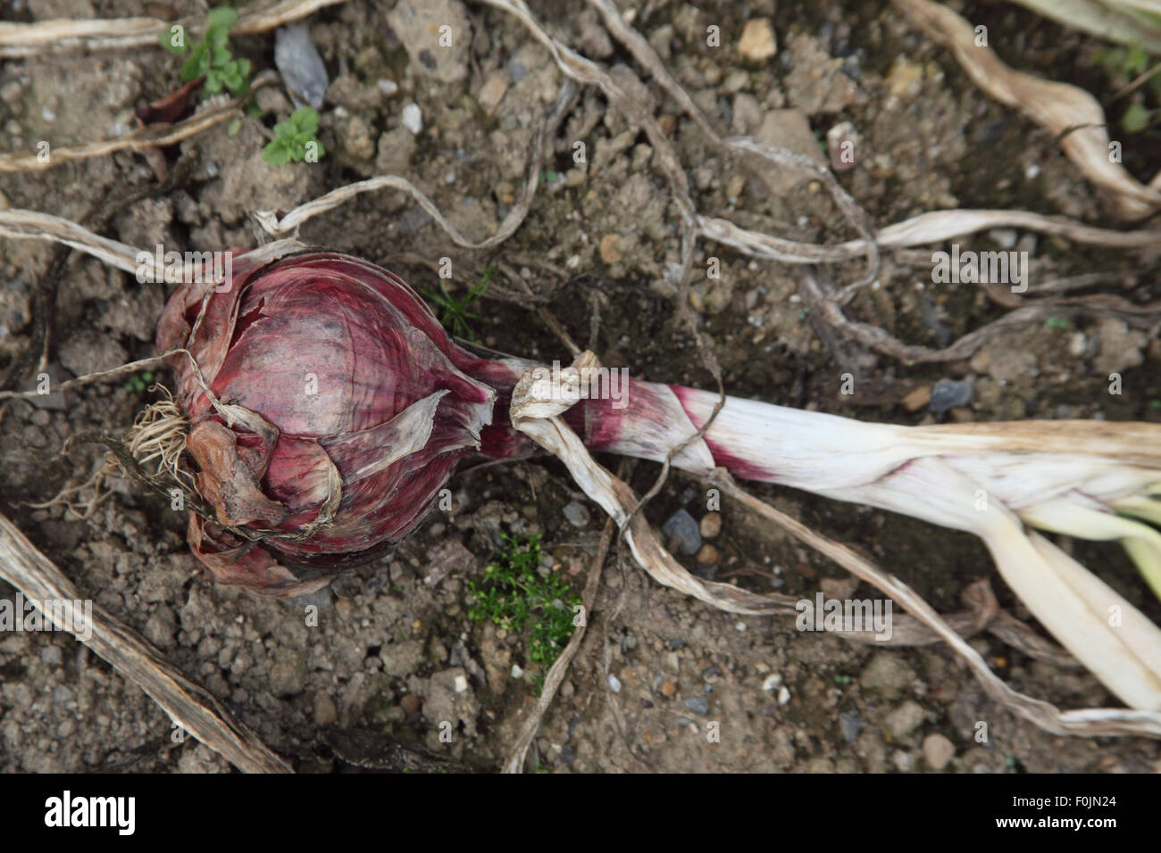 Allium cepa oignon rouge 'flèche' près de l'ampoule jusqu'à maturité Banque D'Images