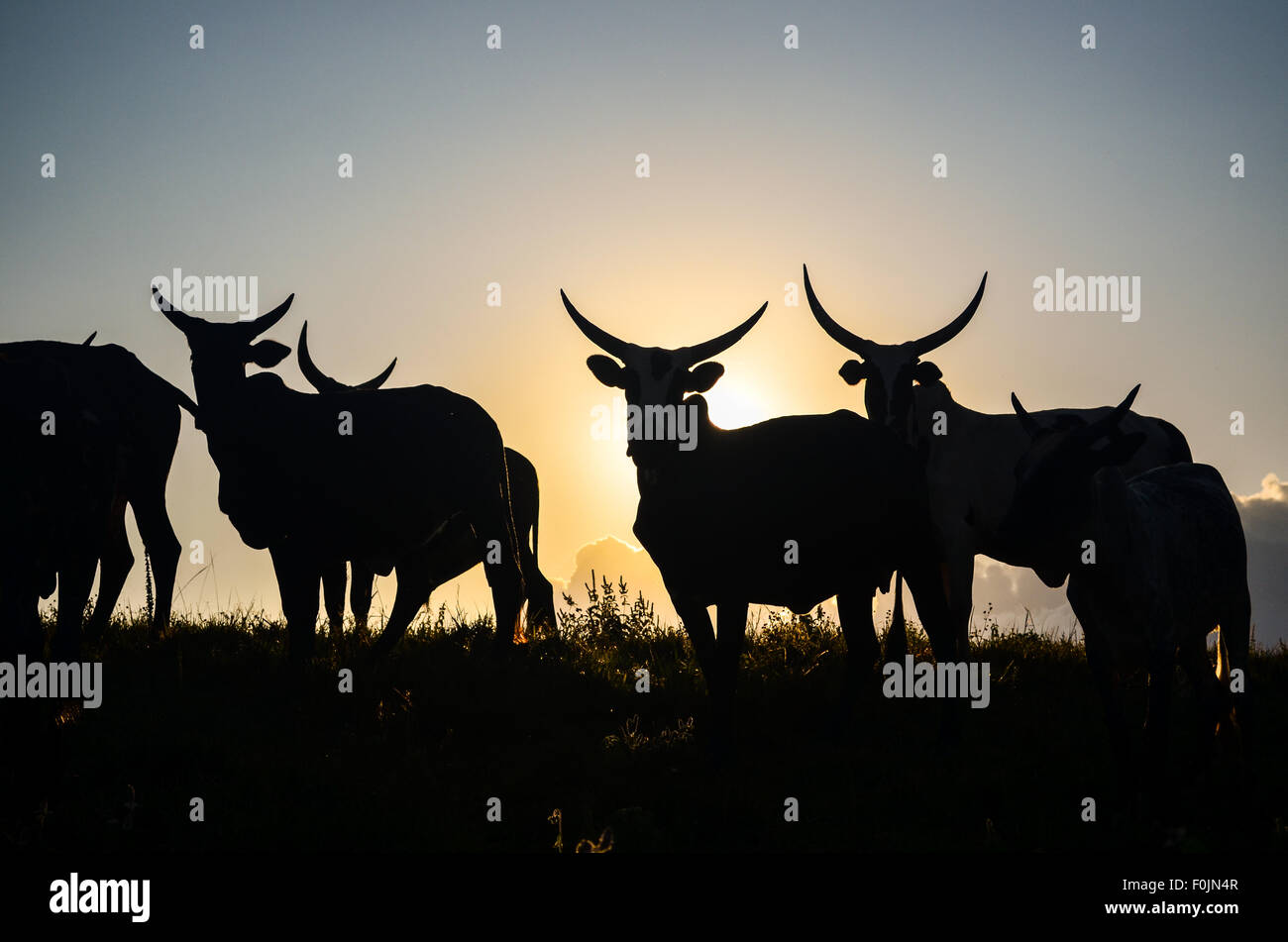 Les vaches sur le haut de la colline Sagba, sur la rocade de Bamenda, Cameroun Banque D'Images