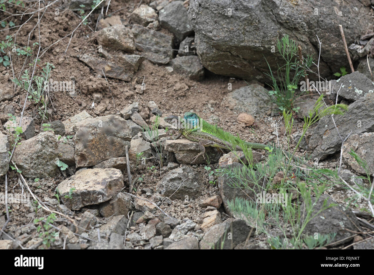 Lézard Vert Lacerta viridis pair parmi les roches pendant la pariade Banque D'Images
