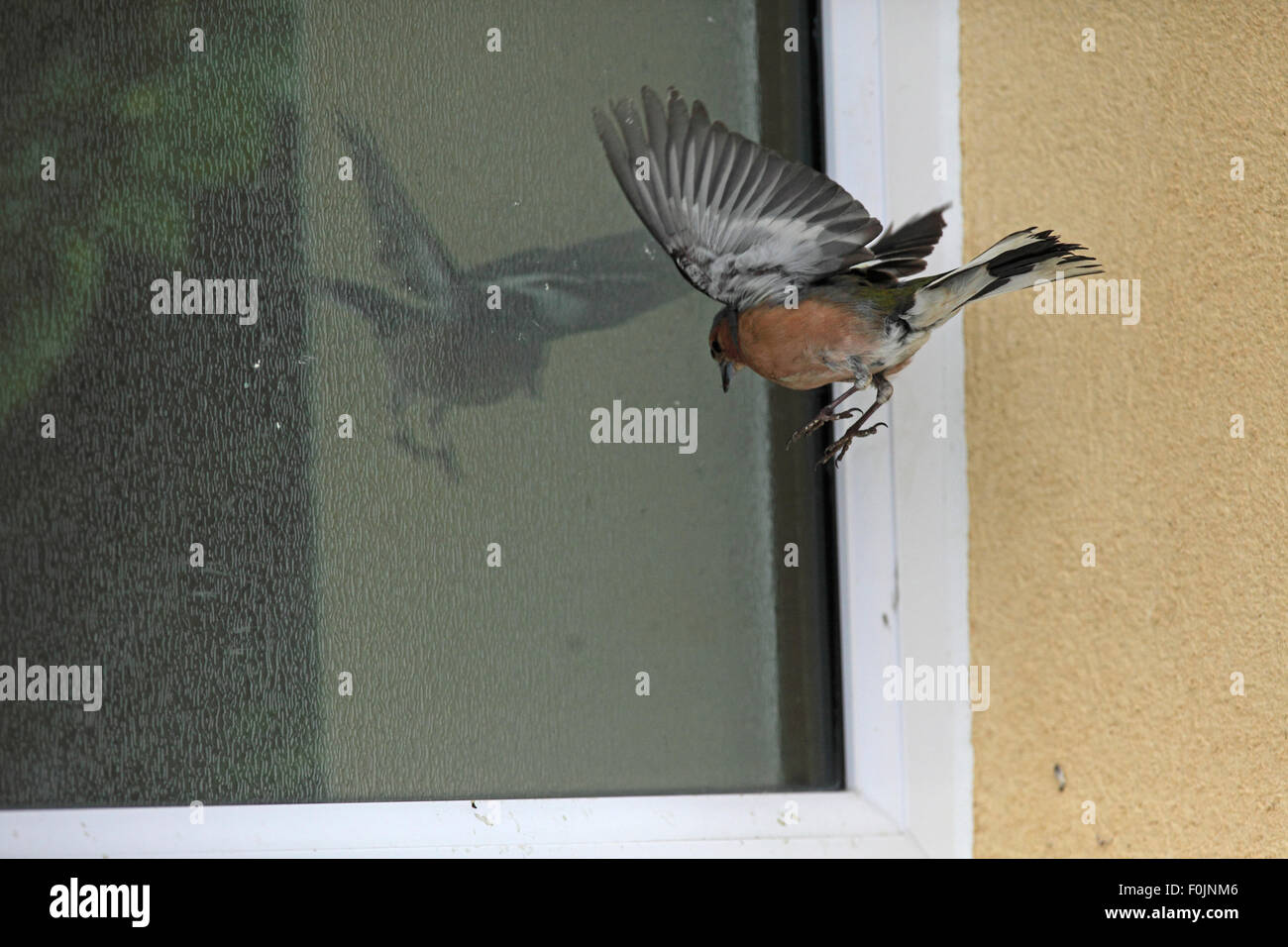 Chaffinch Fringilla coelebs attaquant mâle dans la fenêtre de réflexion Banque D'Images