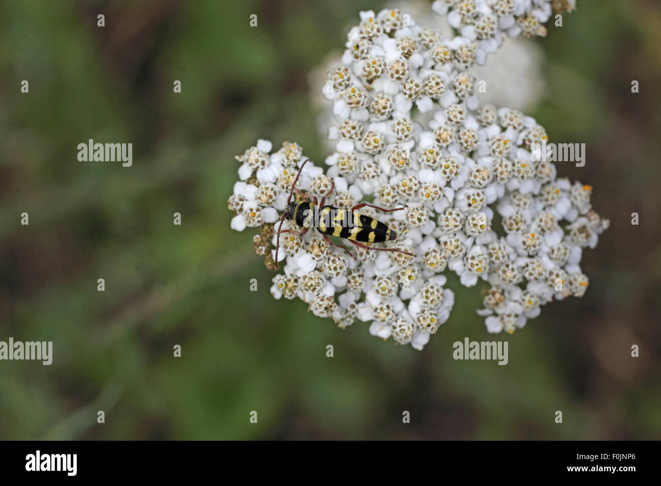 Wasp beetle Leptophytes maculata au repos sur le millefeuille Banque D'Images