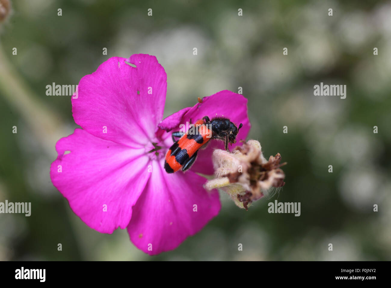Killer Bee beetle Trichodes apiaris se nourrissant de rose campion Banque D'Images