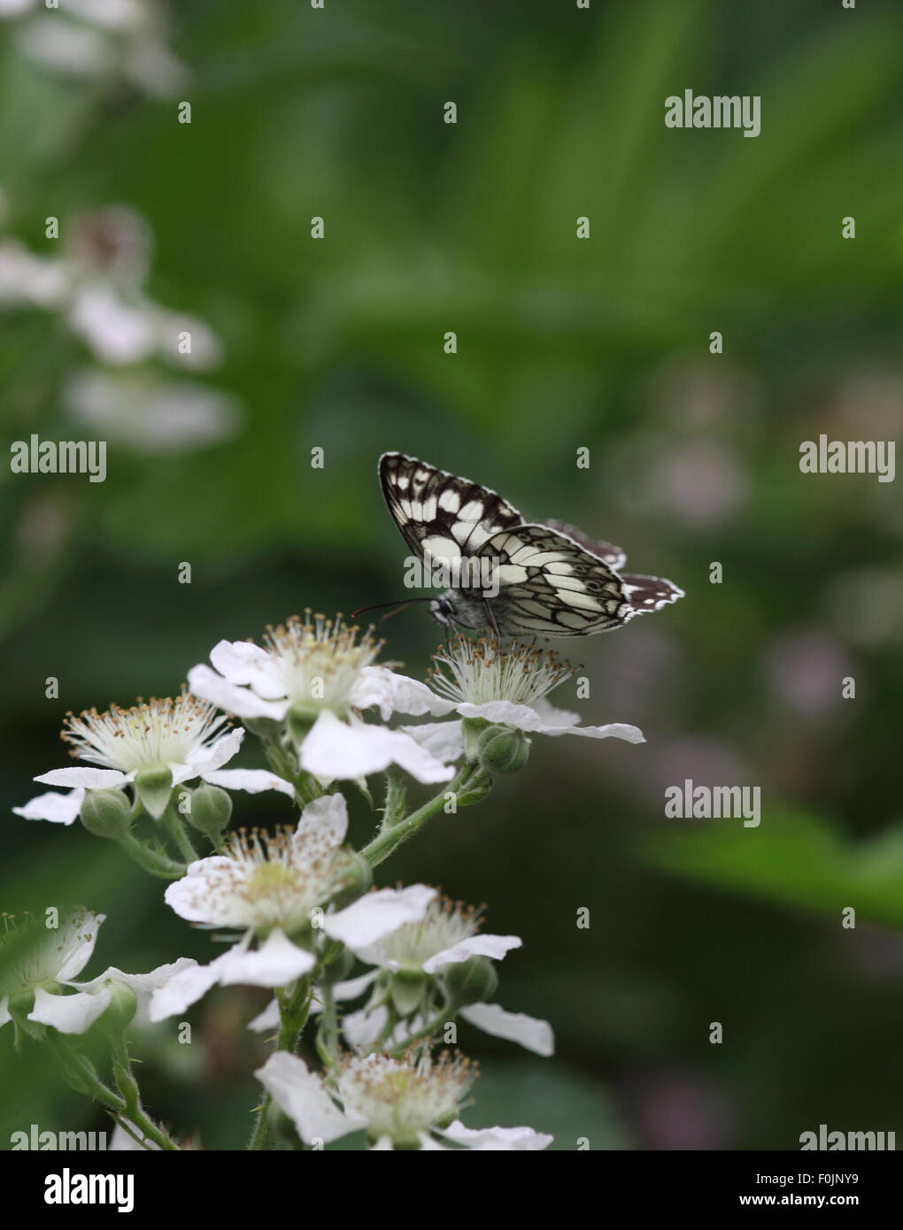 Melanargia galathea blanc marbré en nectar de bramble Banque D'Images