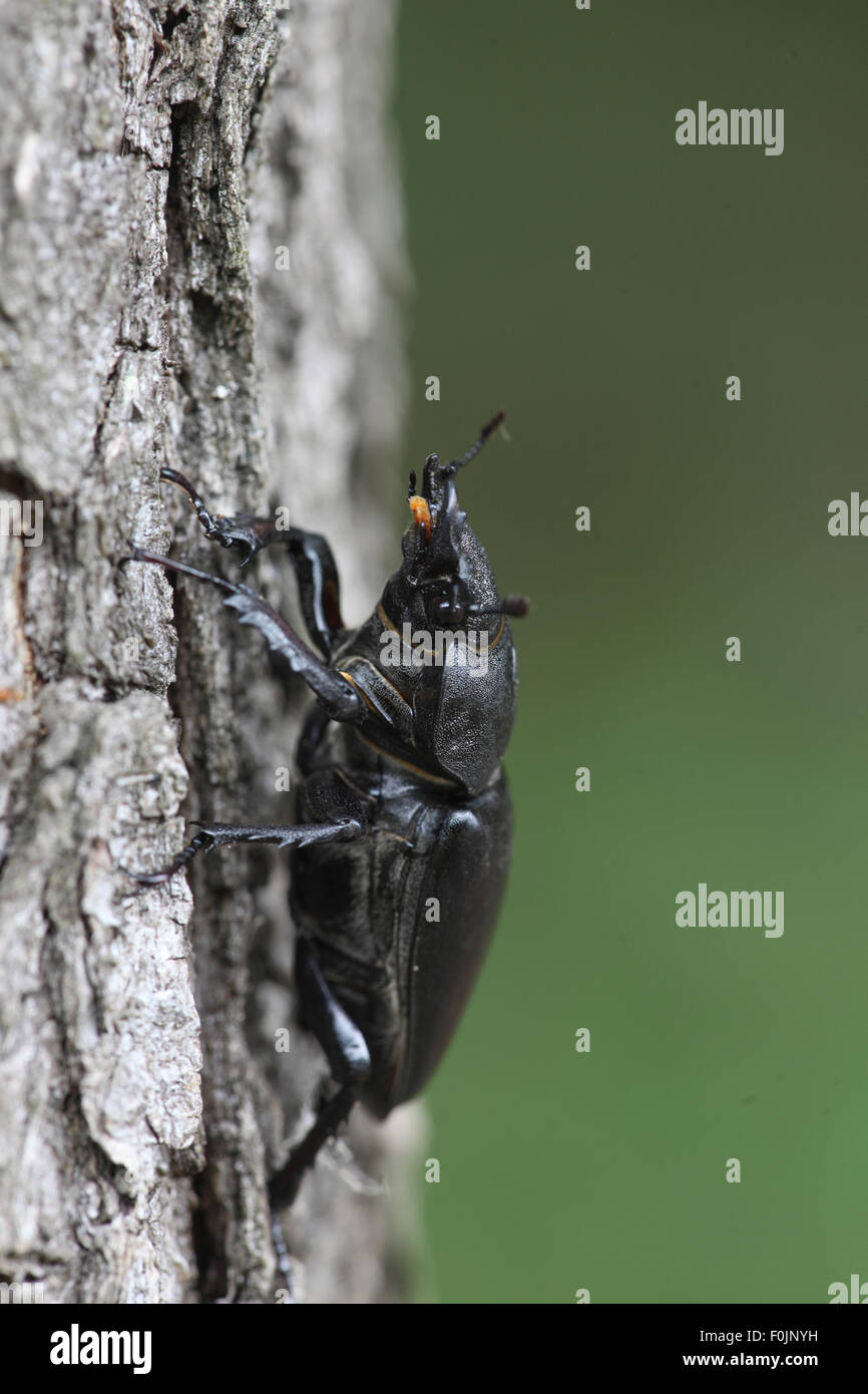 Stag beetle Lucanus femelle cervis grimper chêne côté ligne, voir Banque D'Images