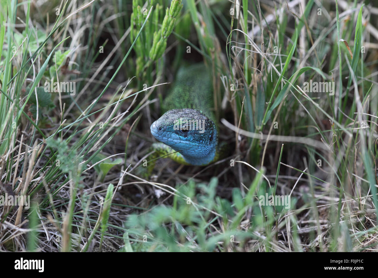 Lézard vert Lacerta viridis homme se déplaçant dans l'herbe longue vue avant Banque D'Images