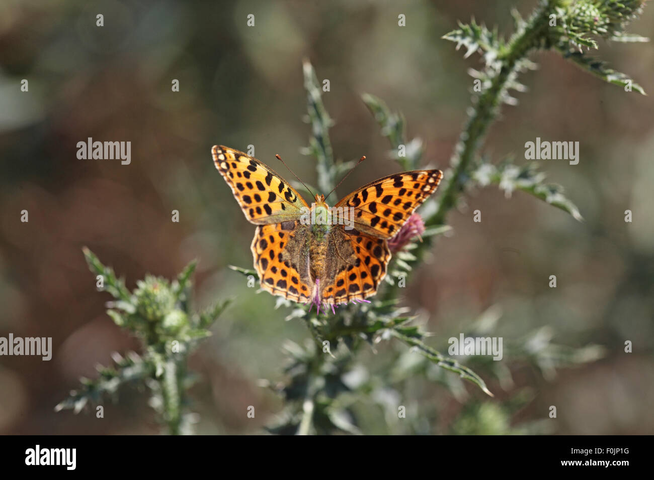 La reine d'Espagne fritillary Issoria lithonia prenant de nectar de thistle Banque D'Images