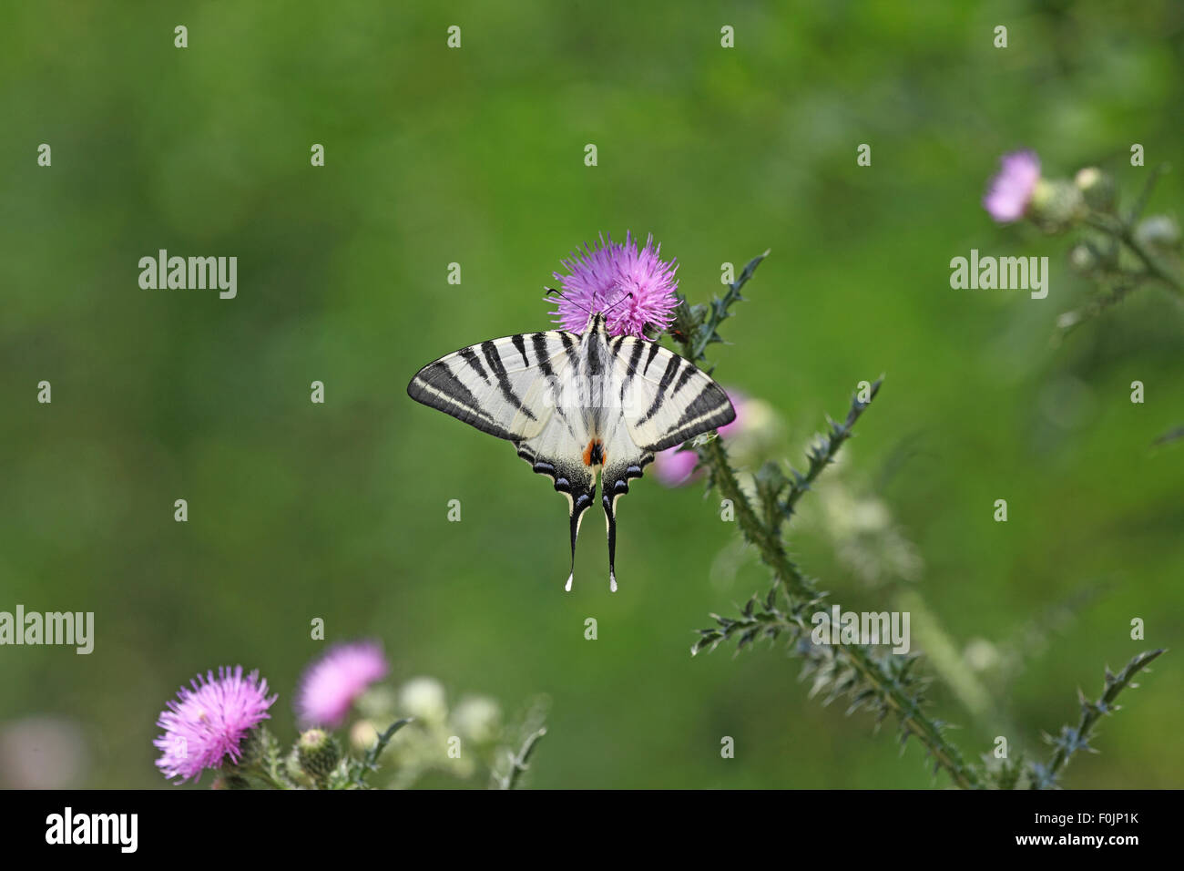 Swallowtail Iphiclides podalirius rares prenant de nectar de thistle Banque D'Images