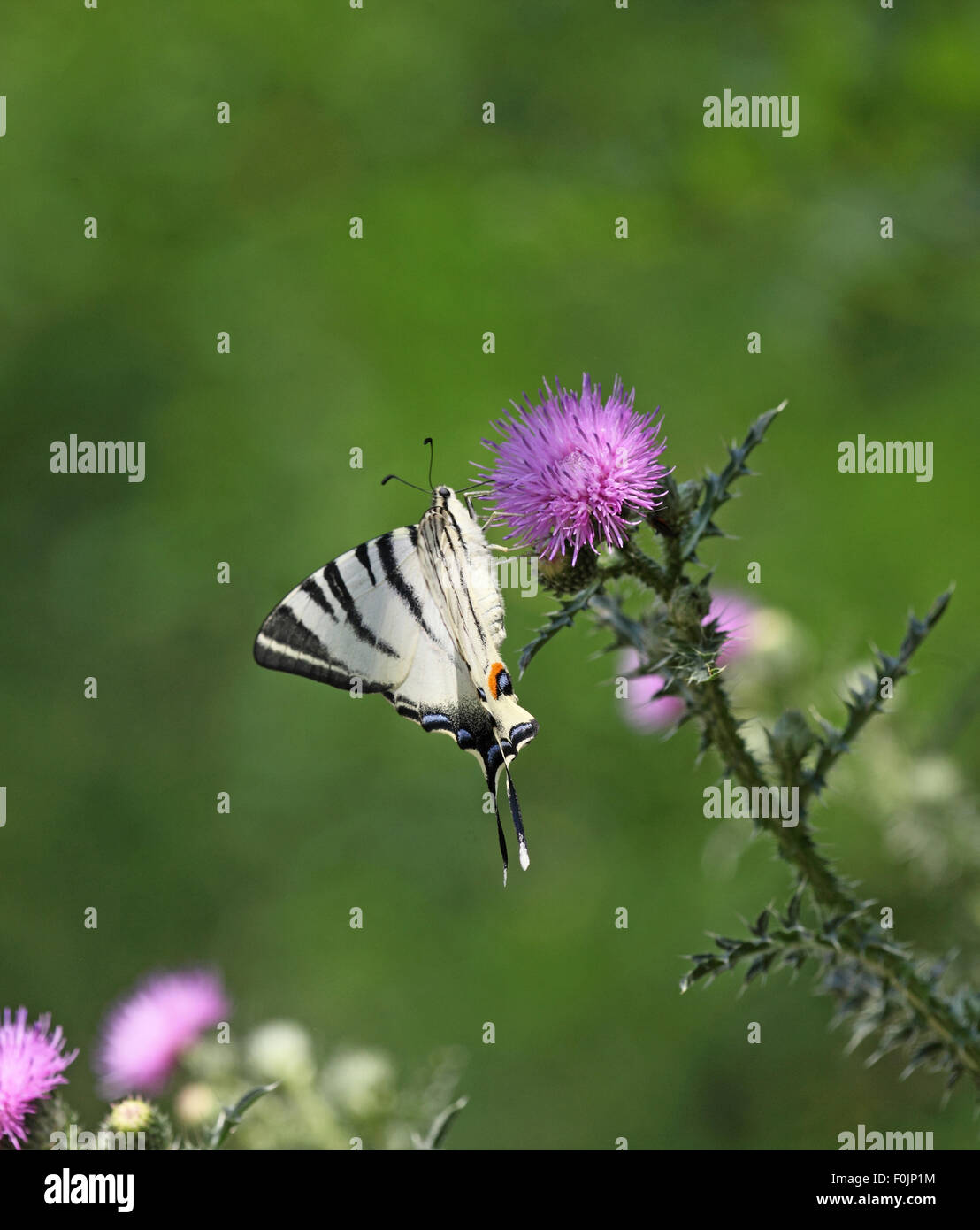 Swallowtail Iphiclides podalirius ctaking rare nectar de thistle Banque D'Images