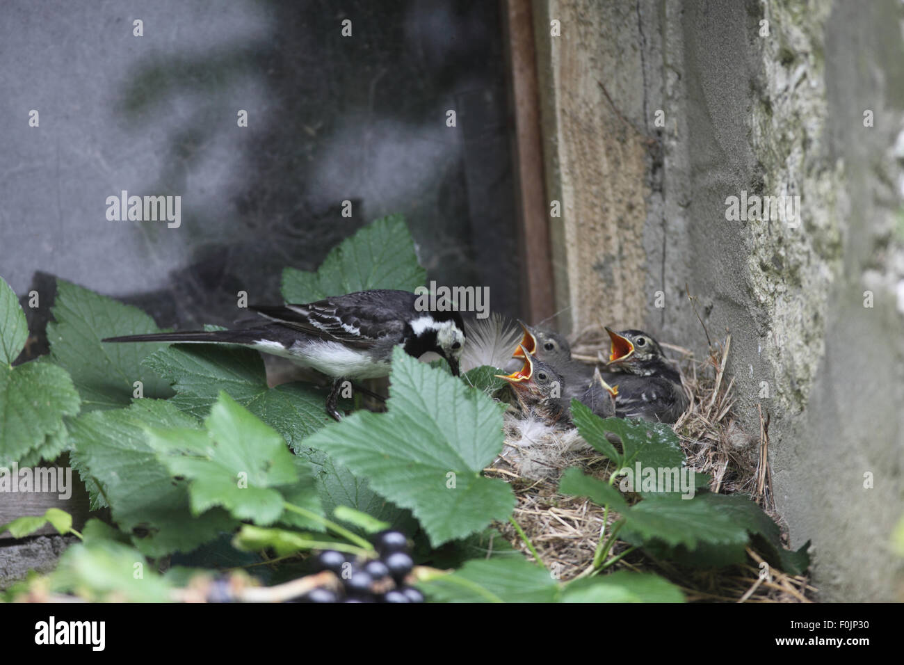 (Motacilla alba Bergeronnette pie) nourrir les jeunes au nid sur rebord de la grange Banque D'Images