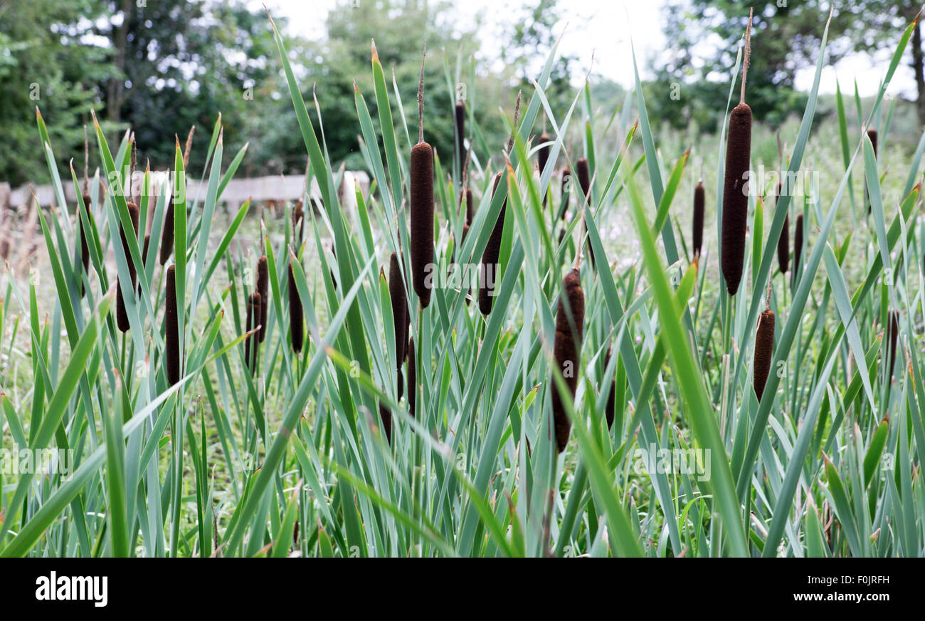 Photographie d'une usine de queue de chat bull rush avec des feuilles et fleurs Banque D'Images