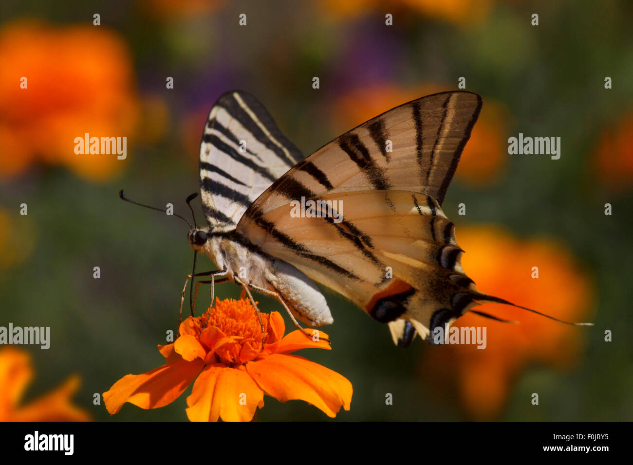 Close up de Swallowtail butterfly assis sur des fleurs de souci Banque D'Images