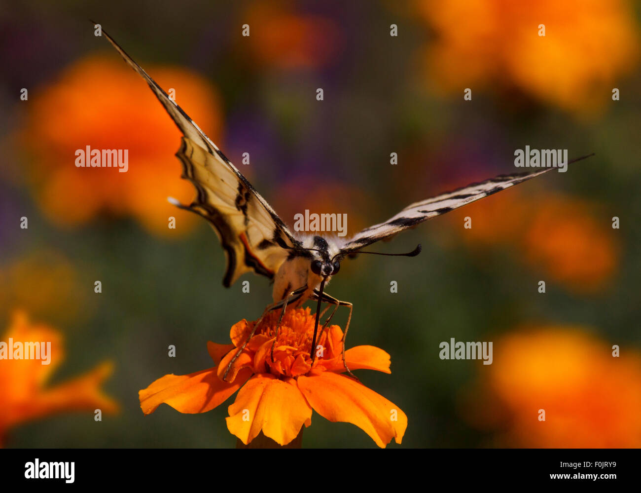 Close up de Swallowtail butterfly assis sur des fleurs de souci Banque D'Images