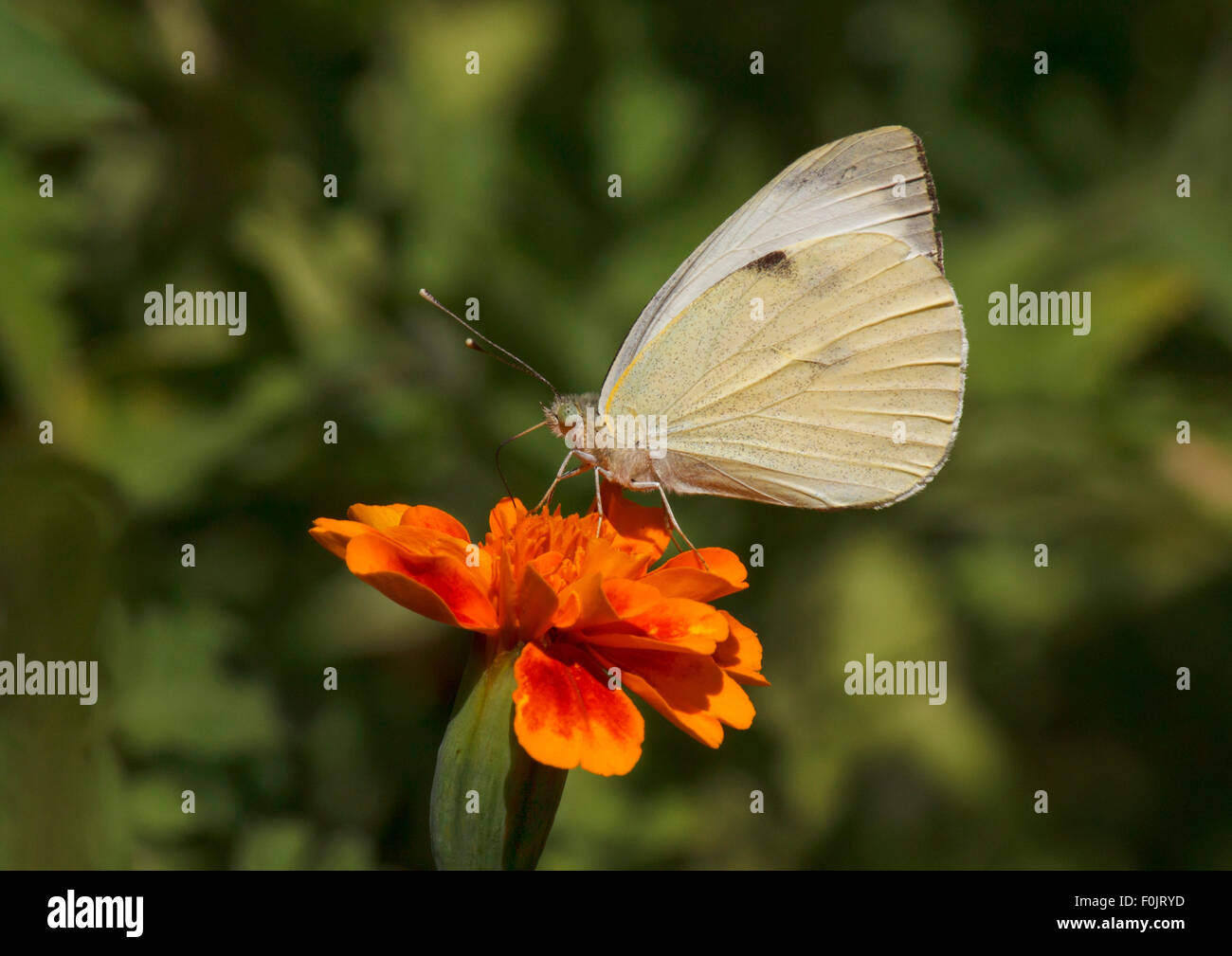 Chou blanc butterfly sitting on marigold flower Banque D'Images