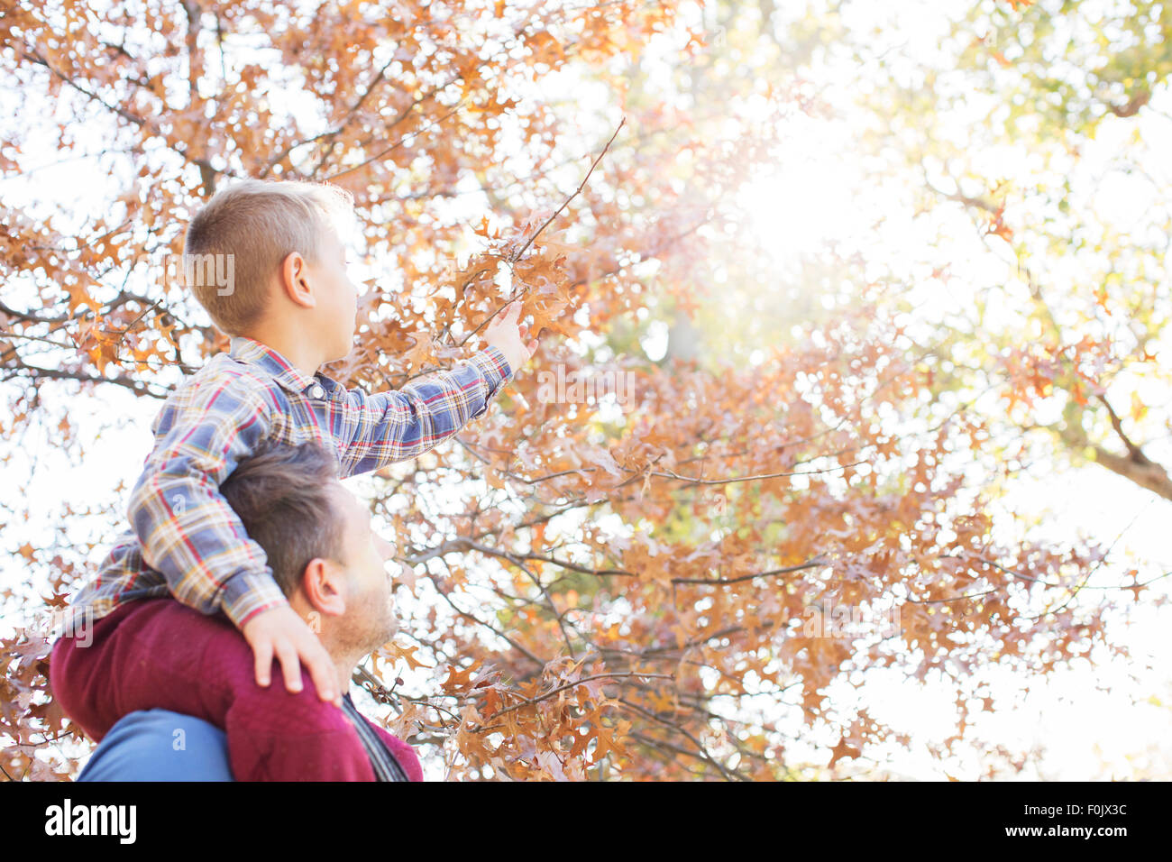 Père exerçant son fils sur les épaules pour atteindre les feuilles d'automne Banque D'Images