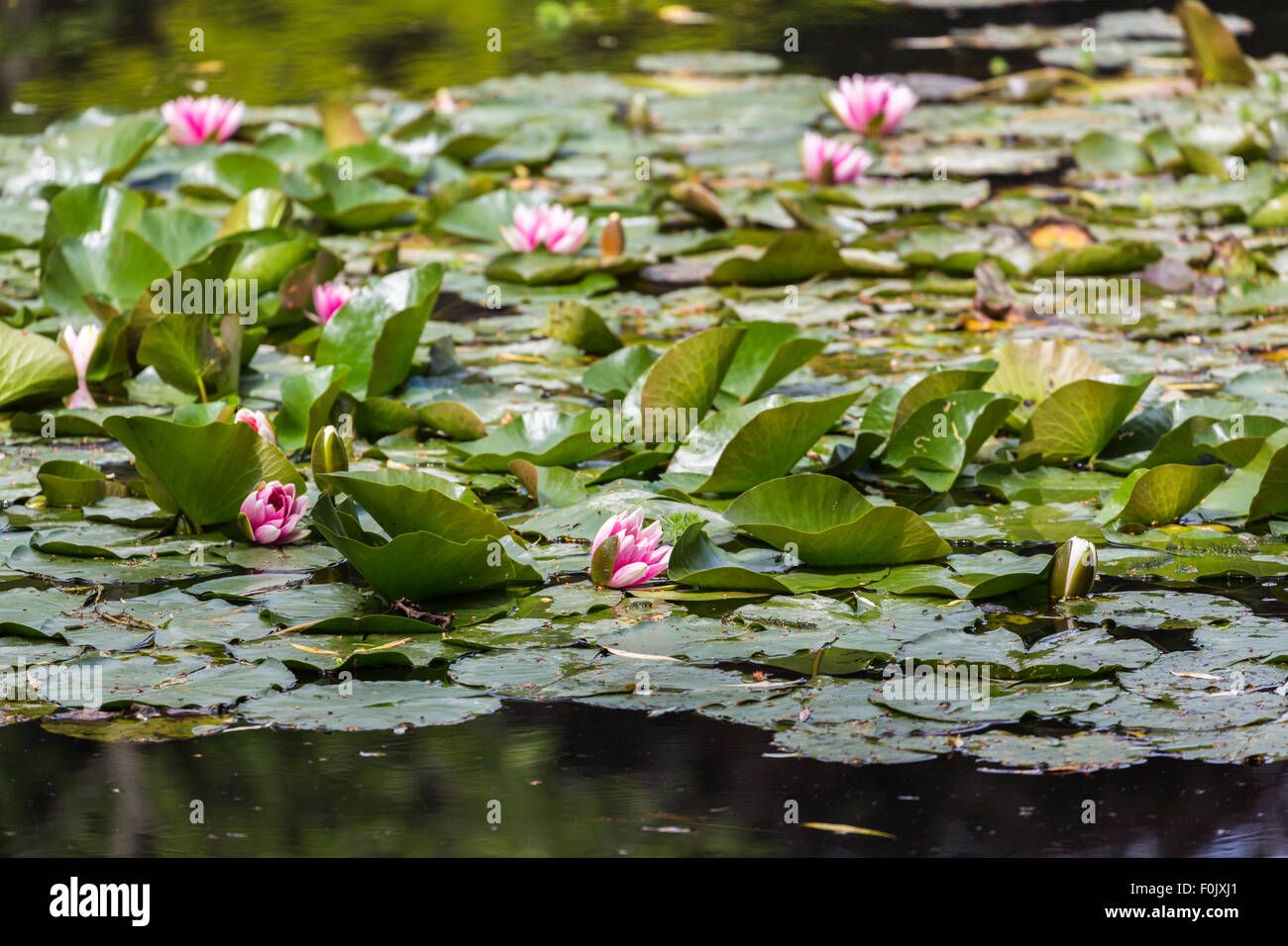Nénuphars roses dans le jardin de l'eau populaires water lily de l étang à Giverny, le jardin de peintre impressionniste Claude Monet, la Normandie, le nord de la France Banque D'Images