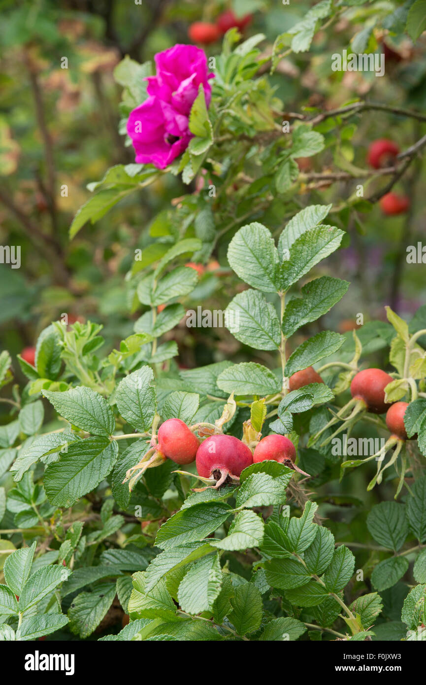 Rosa rugosa rubra. Rosiers et 'Rose' Fleur rouge rugosa Banque D'Images