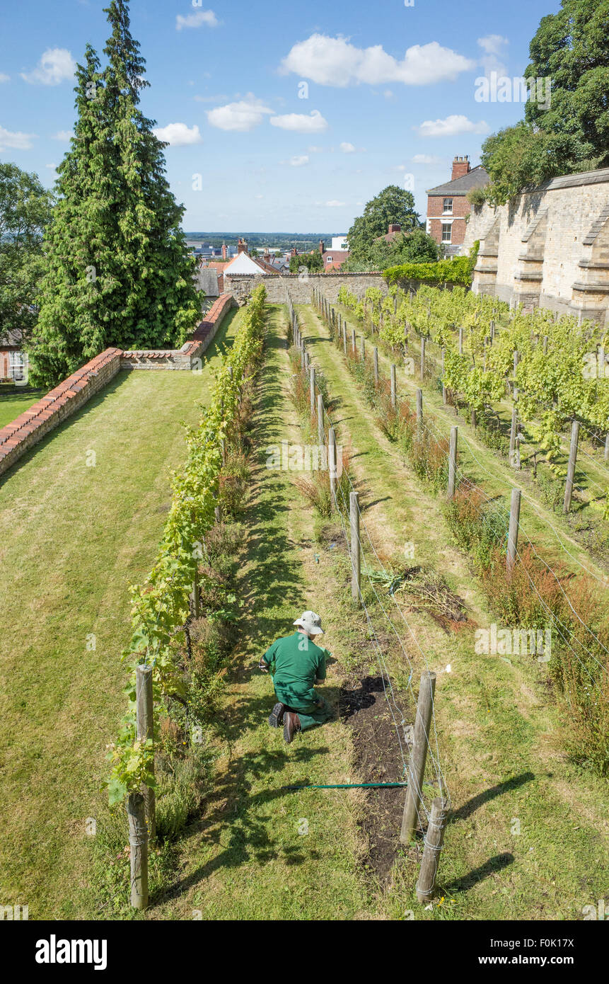 Vignoble nouvellement plantés à l'époque médiévale du palais épiscopal (construit au xiie siècle) sur le côté sud de la cathédrale de Lincoln Banque D'Images