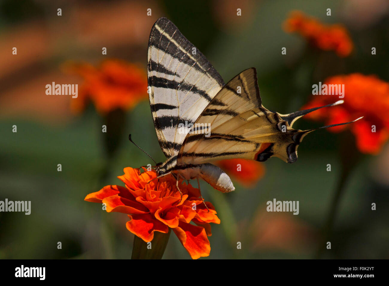 Close up de Swallowtail butterfly assis sur des fleurs de souci Banque D'Images