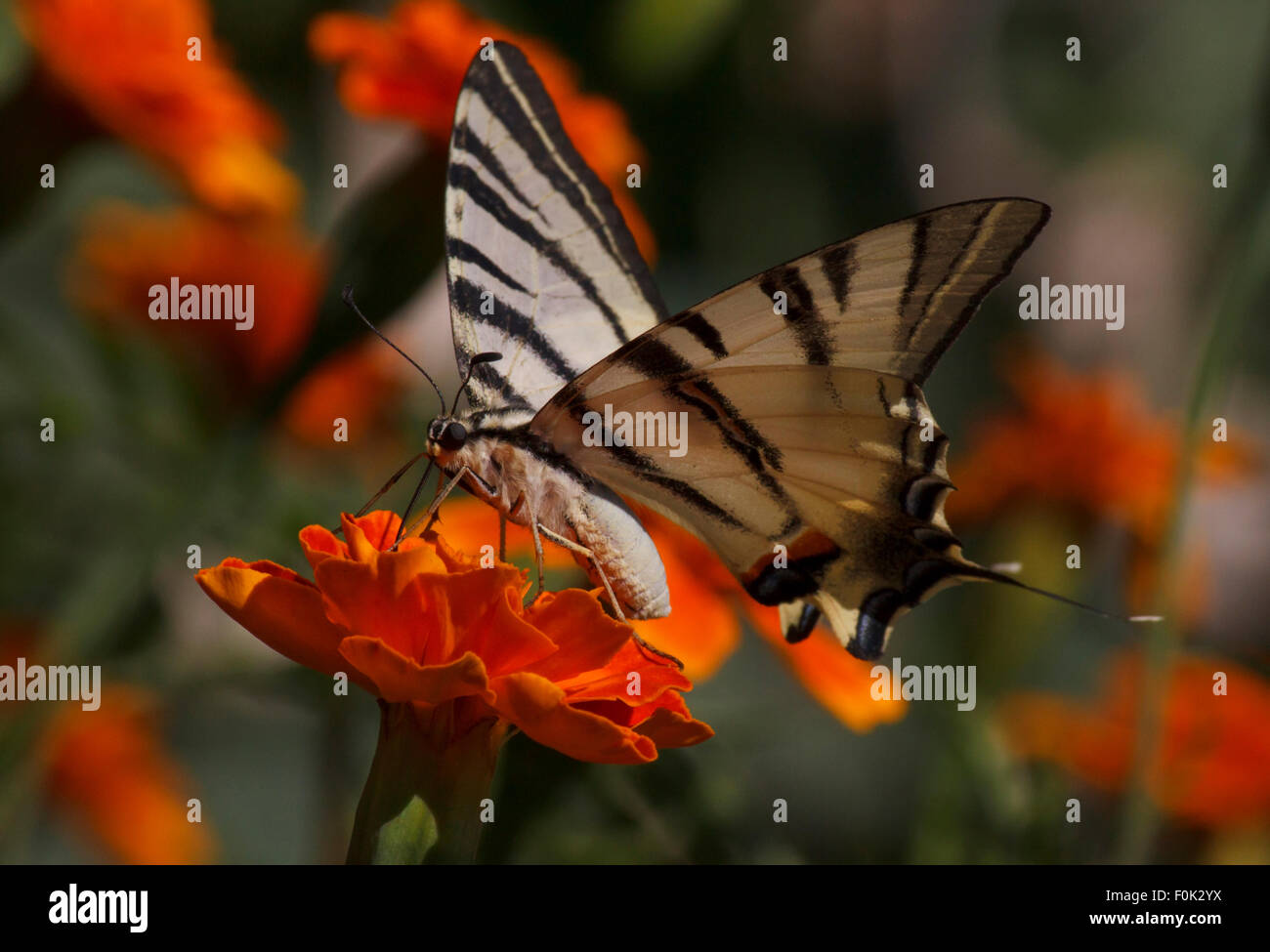 Close up de Swallowtail butterfly assis sur des fleurs de souci Banque D'Images