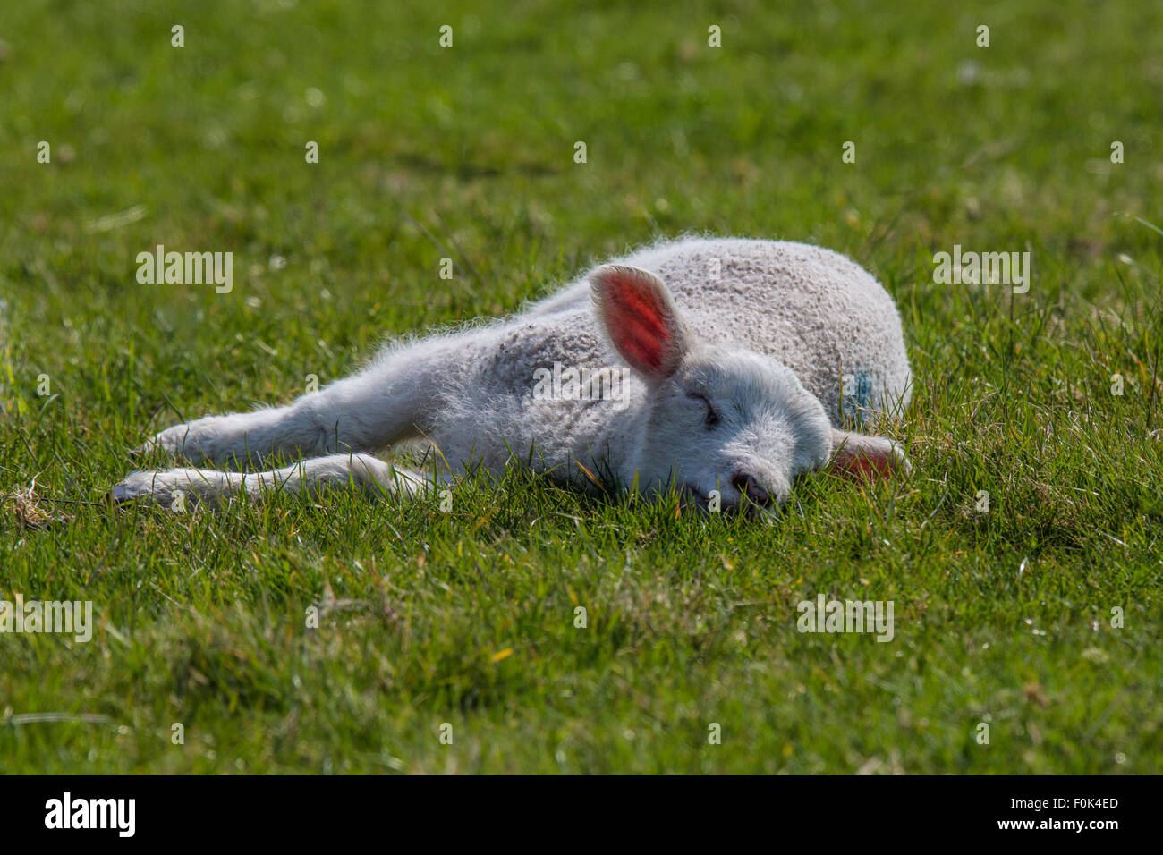 Les jeunes Romney Marsh Lamb endormi dans un champ. Banque D'Images