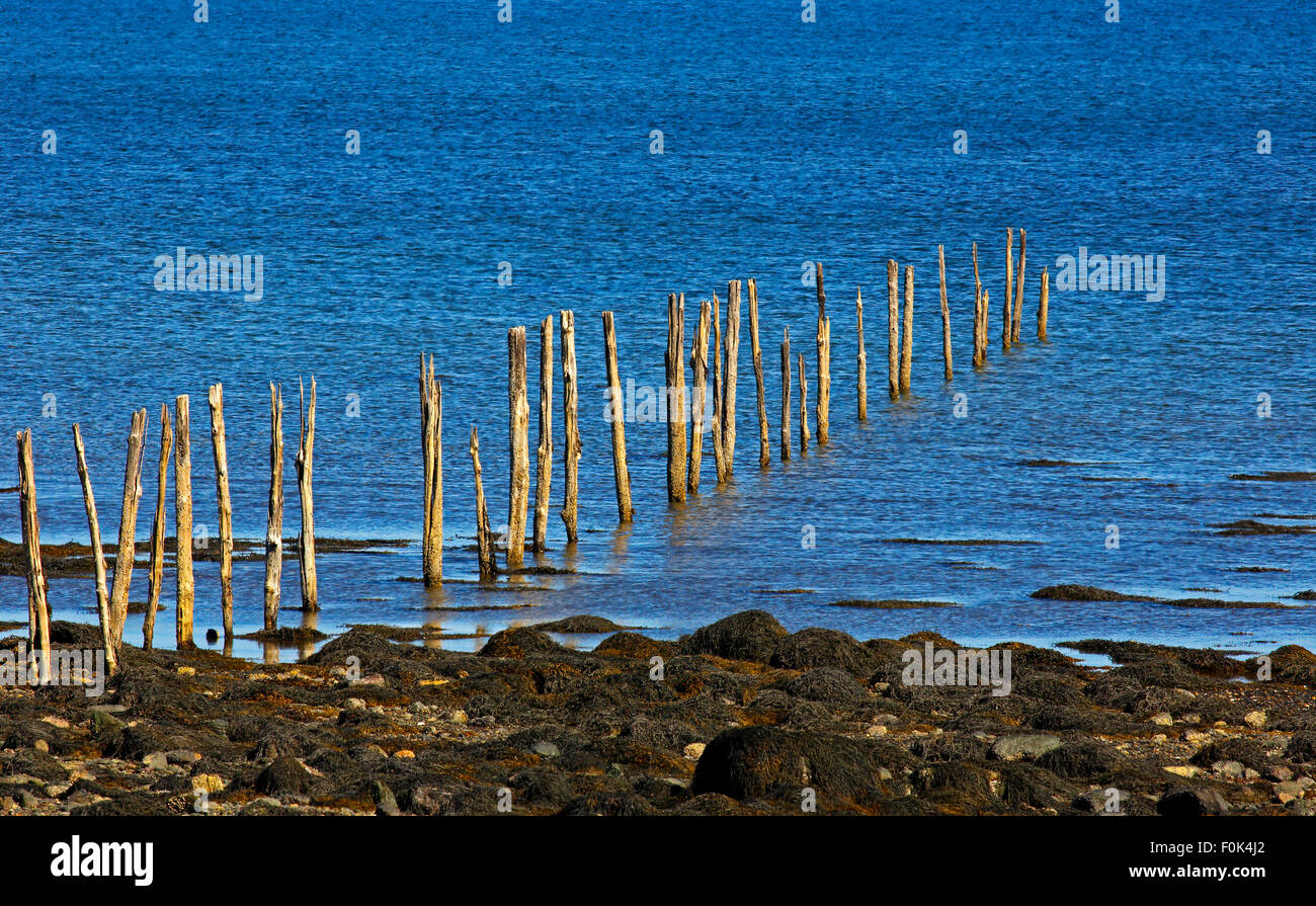 Poteaux en bois weir pêche à marée basse au bord du rivage. Banque D'Images