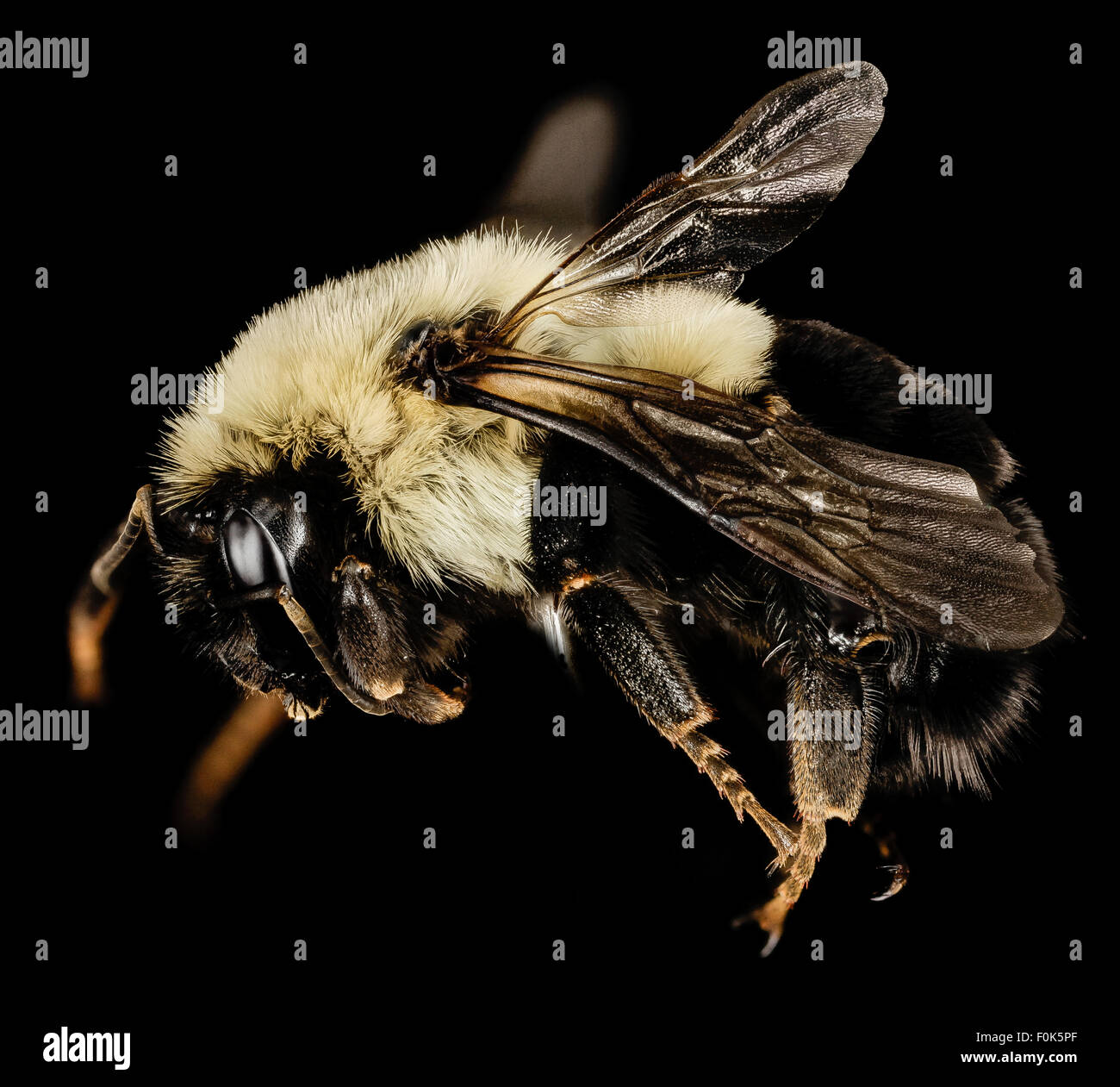 Une reine Bombus impatiens, une espèce de bourdon, photographiée dans le comté de Charles, Maryland. L'image montre la grande taille de la reine et son rôle dans l'établissement d'une colonie, soulignant son rôle clé dans la pollinisation. Banque D'Images