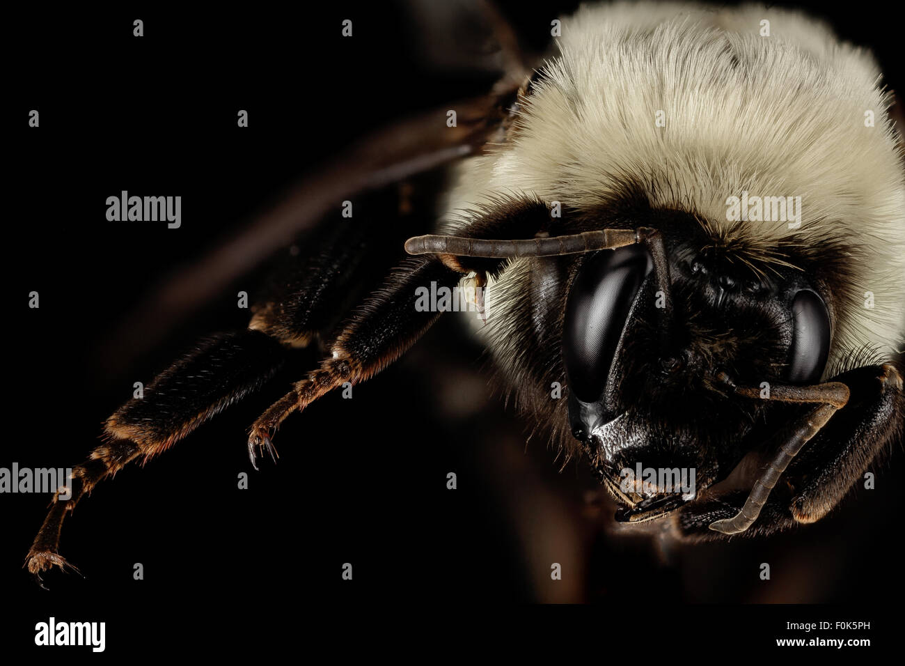 Cette image capture une reine Bombus impatiens bourdon du comté de Charles, Maryland. En tant que pollinisateur clé dans les écosystèmes locaux, la reine est vitale pour la croissance et la reproduction de la colonie, jouant un rôle important dans le maintien de la biodiversité par la pollinisation. Banque D'Images