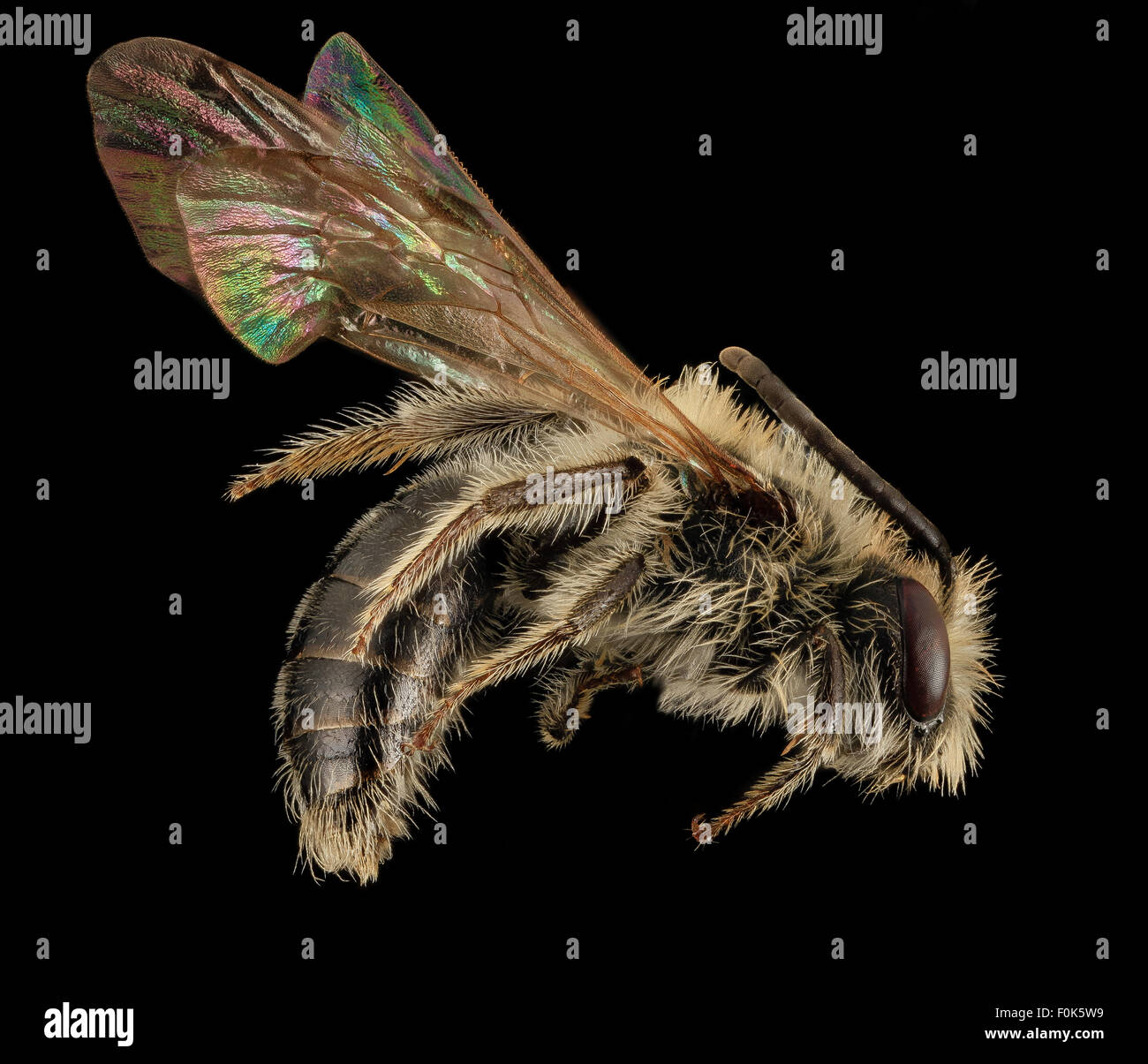 Une image du mâle Andrena fenningeri, une espèce d'abeille minière, photographiée dans le parc national des Great Smoky Mountains, Tennessee. Cette espèce joue un rôle dans la pollinisation et fait partie de la famille des Andrenidae. Banque D'Images