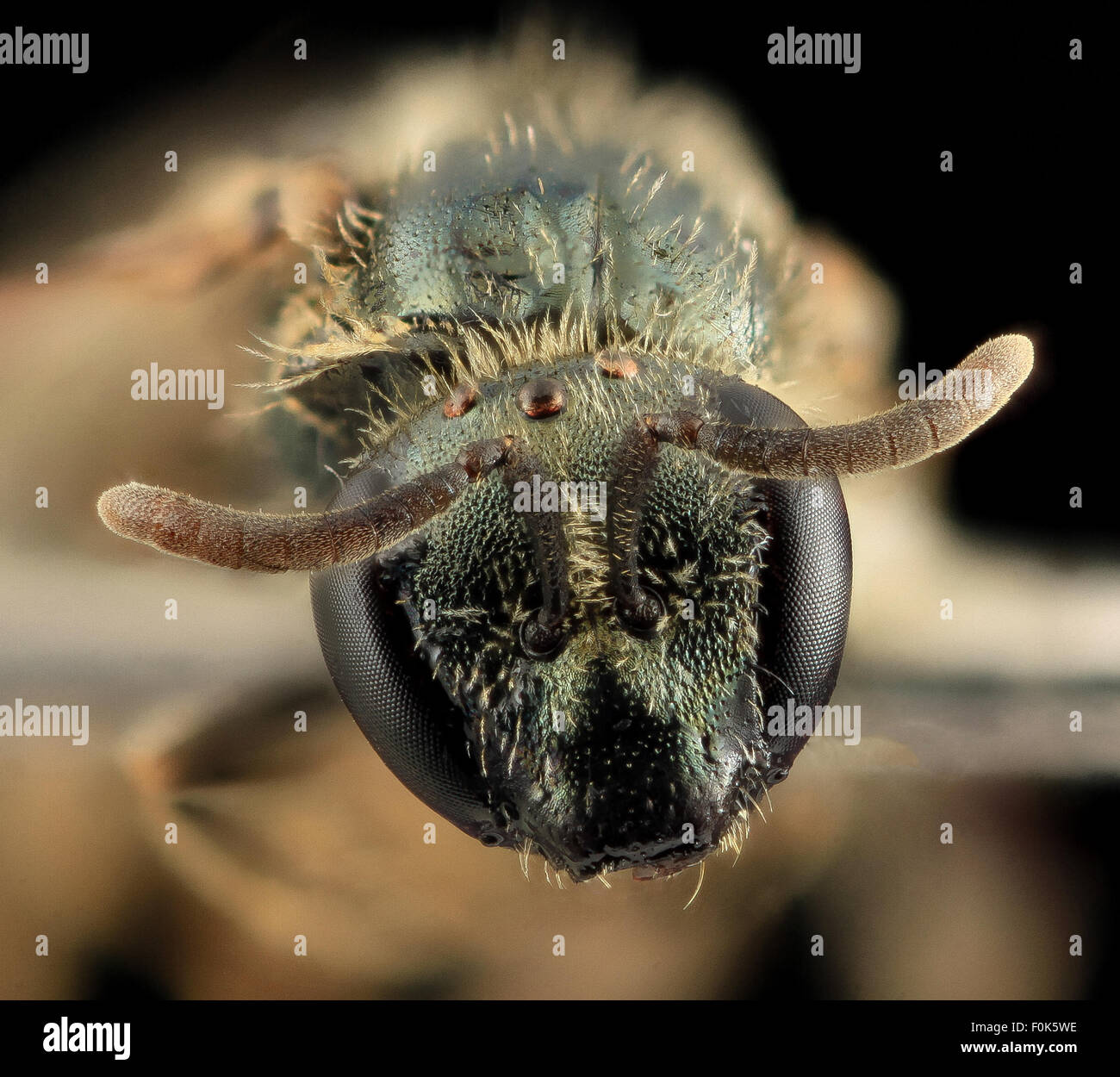Lasioglossum georgeickworti, une espèce d'abeille sueur, a été photographiée dans le Queens, New York. Connue pour son rôle dans la pollinisation, cette abeille contribue à la biodiversité locale et à l’agriculture, en particulier dans les parcs de New York et les aires protégées comme la Gateway National Recreation Area. Banque D'Images