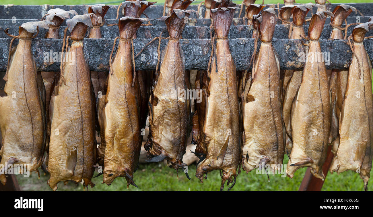 L'aiglefin cuit le poisson fumé, Smokies préservés des spécialités de fruits de mer,à Arbroath Fest, au nord-est de l'Ecosse, Royaume-Uni Banque D'Images