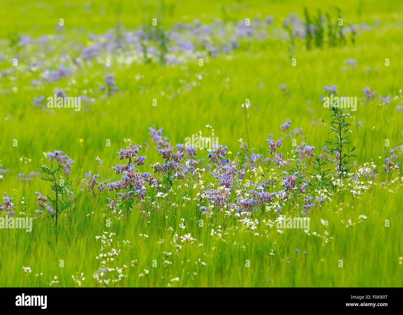 Un champ de fleurs de bourrache bleue à Kidderminster, Bewdley, UK Banque D'Images