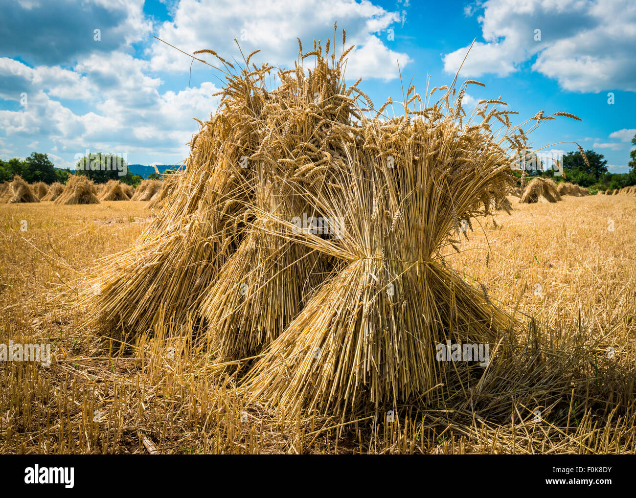 La récolte du blé d'été livré dans gerbes Banque D'Images