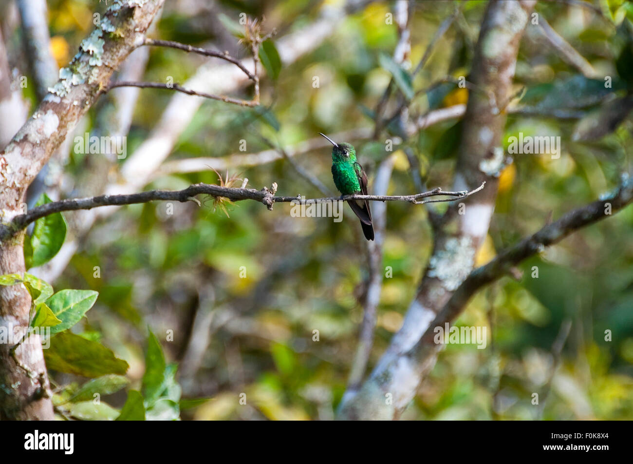 Vue horizontale d'un blue-tailed hummingbird émeraude en Topes de Collantes Parc National de Cuba. Banque D'Images