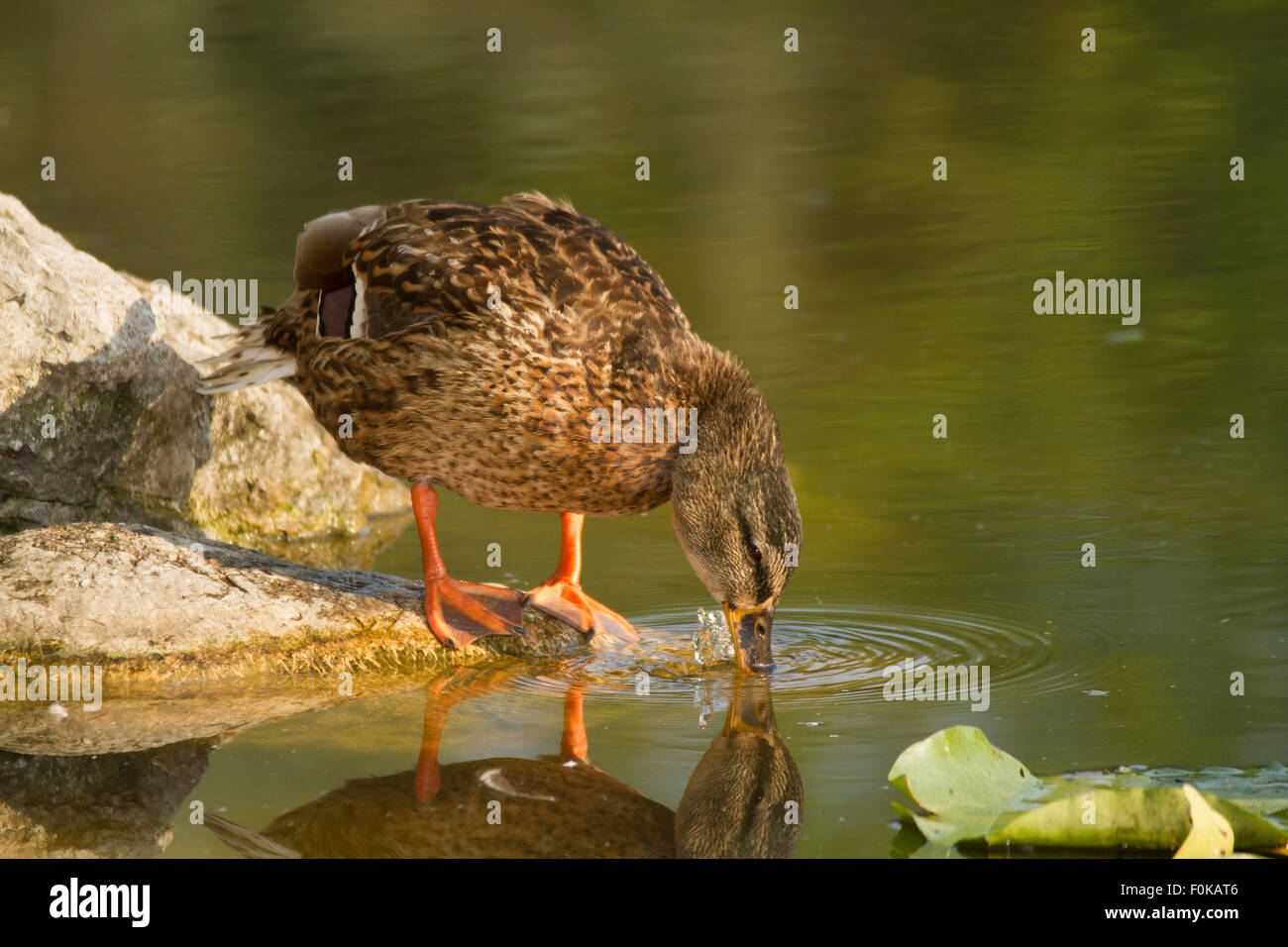 Canard Rounen potable Banque D'Images