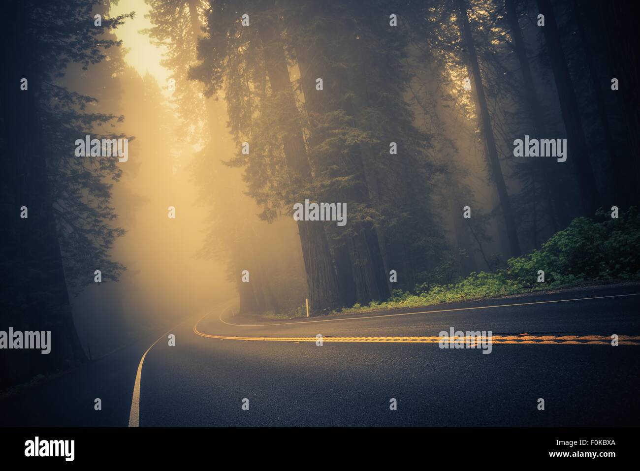 Foggy Forest Road. Bois Rouge l'autoroute, en Californie, aux États-Unis. Banque D'Images