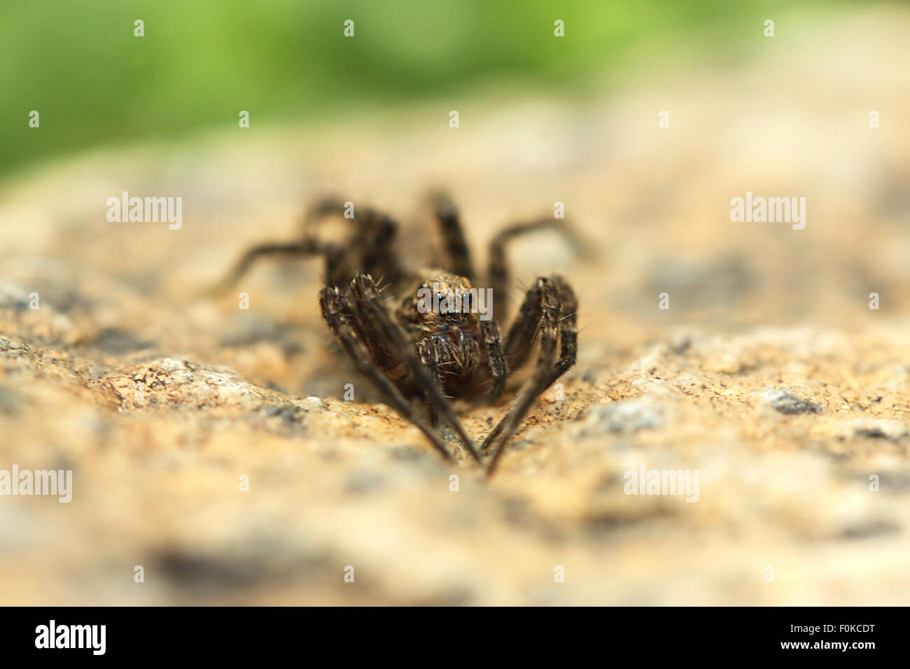 Big spider assis sur le rocher Banque D'Images